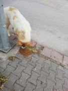 Kırıkkale Toplum Gönüllüleri /  2