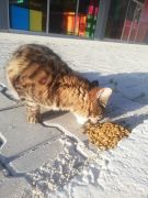 Kırıkkale Toplum Gönüllüleri /  1