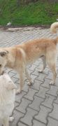 Sokaklardaki canlara sahip çık! /  3