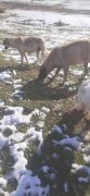 Sokaklardaki canlara sahip çık! /  2