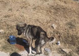 Sokaklardaki canlara sahip çık! /  7