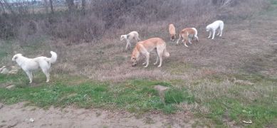 Sokaklardaki canlara sahip çık! /  4