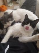 Zeliş\\\\\\\\\\\\\\\\\\\\\\\\\\\\\\\'in patileri /  4