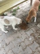 Altınoluk Canları /  7