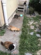 Kedüklerin Babası /  6