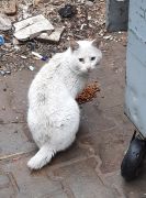 Bir Pati de sen tutar misin / 1