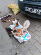 Bir Pati de sen tutar misin / 2