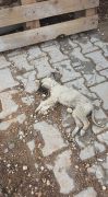 Sokak hayvanlarına yardim /  