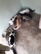 Sessiz cığlıklar /  