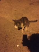 Kocaeli, Gebze Çarşı\'da oturuyorum ve olduğum mahallede çokça kedi var, onlara yardım etmeye karar verdim /  