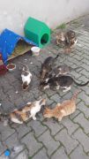 Bir Pati de sen tutar misin /  