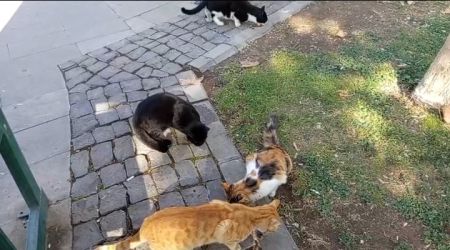 Nizip ve köylerindeki sokak canları 