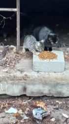 Kedi Besleme Gönüllüsü 