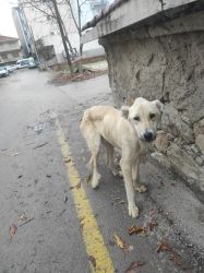 SORGUN SOKAK CANLARI 