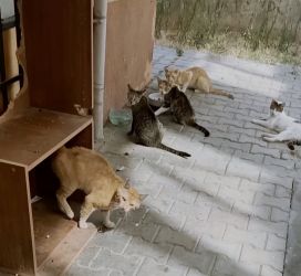 Mama bağışı Bağcılar Kedileri