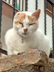 Gulluk Greenhills Stray Cats, Milas-Mugla