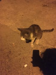 Kocaeli, Gebze Çarşı\'da oturuyorum ve olduğum mahallede çokça kedi var, onlara yardım etmeye karar verdim