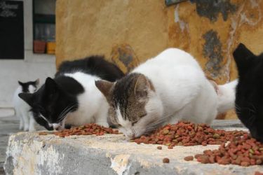 İzmir Sokak Hayvanlarını Koruma ve Besleme