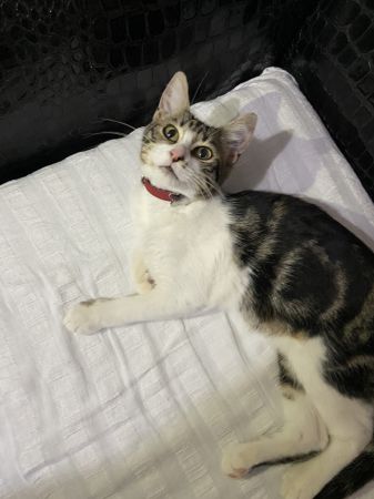 kedi-sahiplendirme.jpeg