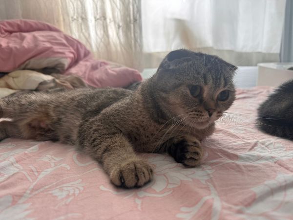 Scottish fold ücretsiz sahiplendirme