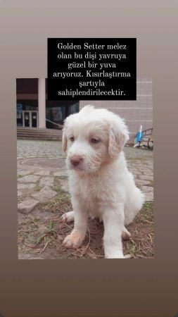 Setter Golden melez beyaz yavru