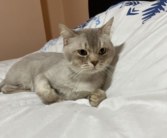 kedi-sahiplendirme.jpeg
