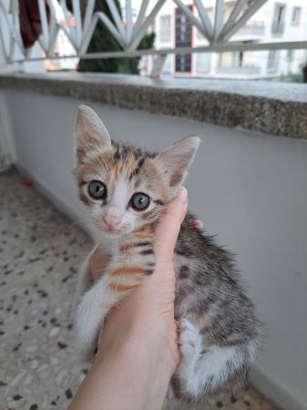 2 aylık, kucak seven sevgi dolu bir yavru