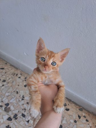 2 aylık çok uysal bir yavru