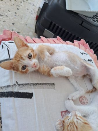 Çok meraklı, oyuncu, sevgi dolu bir yavru