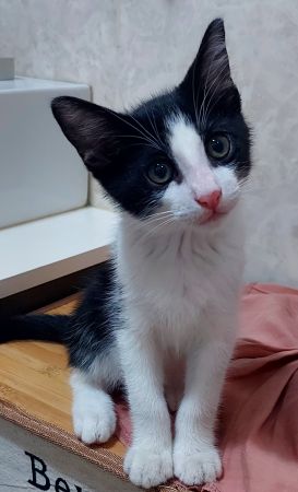 kedi-sahiplendirme.jpg