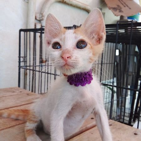 Kedi sahiplendirme