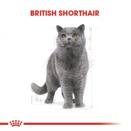 Royal Canin British Shorthair Kedi Maması 4 Kg