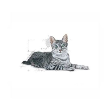 Royal Canin İndoor Kedi Maması 2 KG