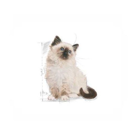 Royal Canin Kitten Yavru Kedi Maması 10 KG