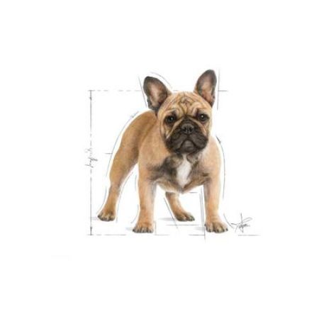 Royal Canin French Bulldog Yavru Köpek Maması 3 KG