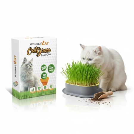 WonderCat Kedi Kulaklı Kapta Kedi Çimi